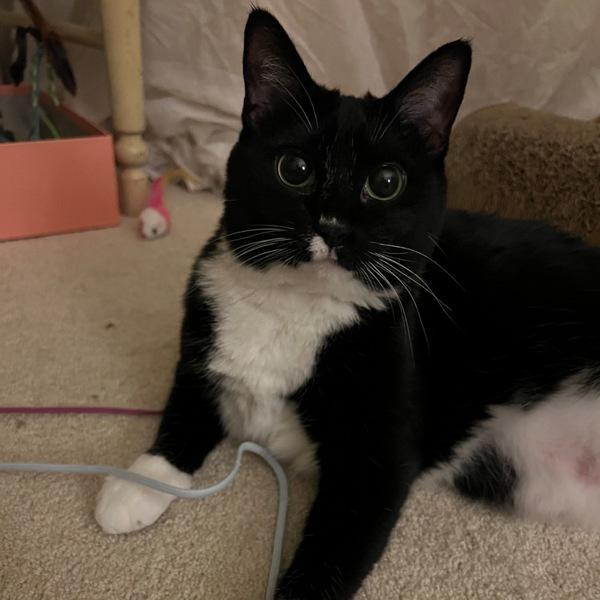 Enlarge Phoenix, a Adoptable mixed breed in Des Moines, IA image 3/6