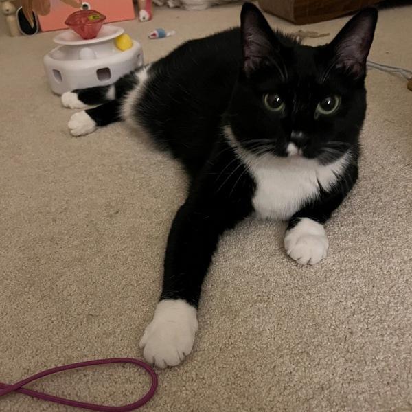 Enlarge Phoenix, a Adoptable mixed breed in Des Moines, IA image 4/6