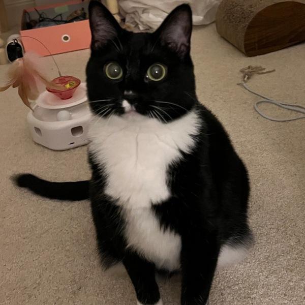 Enlarge Phoenix, a Adoptable mixed breed in Des Moines, IA image 2/6