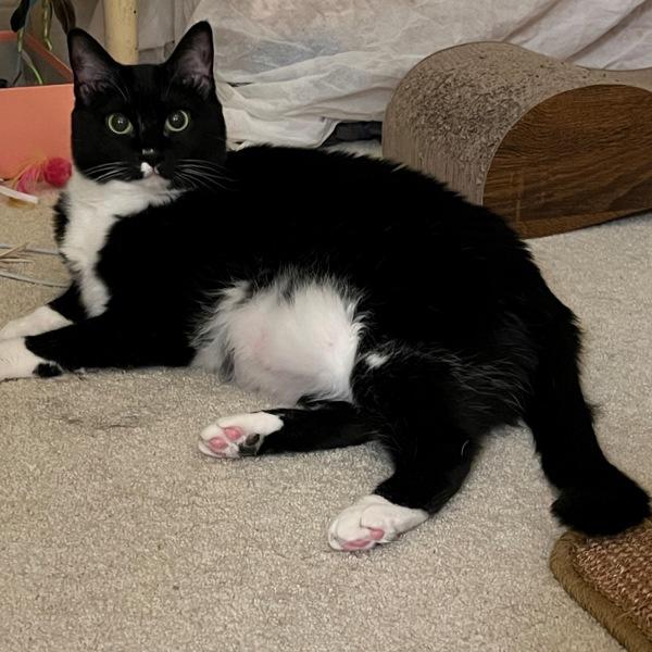 Enlarge Phoenix, a Adoptable mixed breed in Des Moines, IA image 4/6