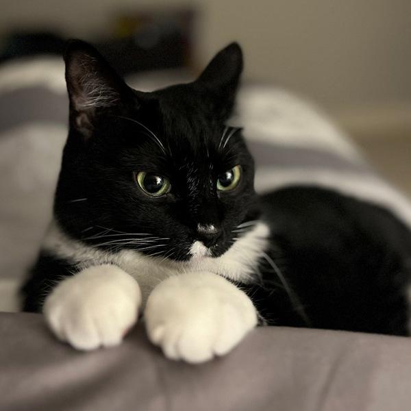 Enlarge Phoenix, a Adoptable mixed breed in Des Moines, IA image 5/6