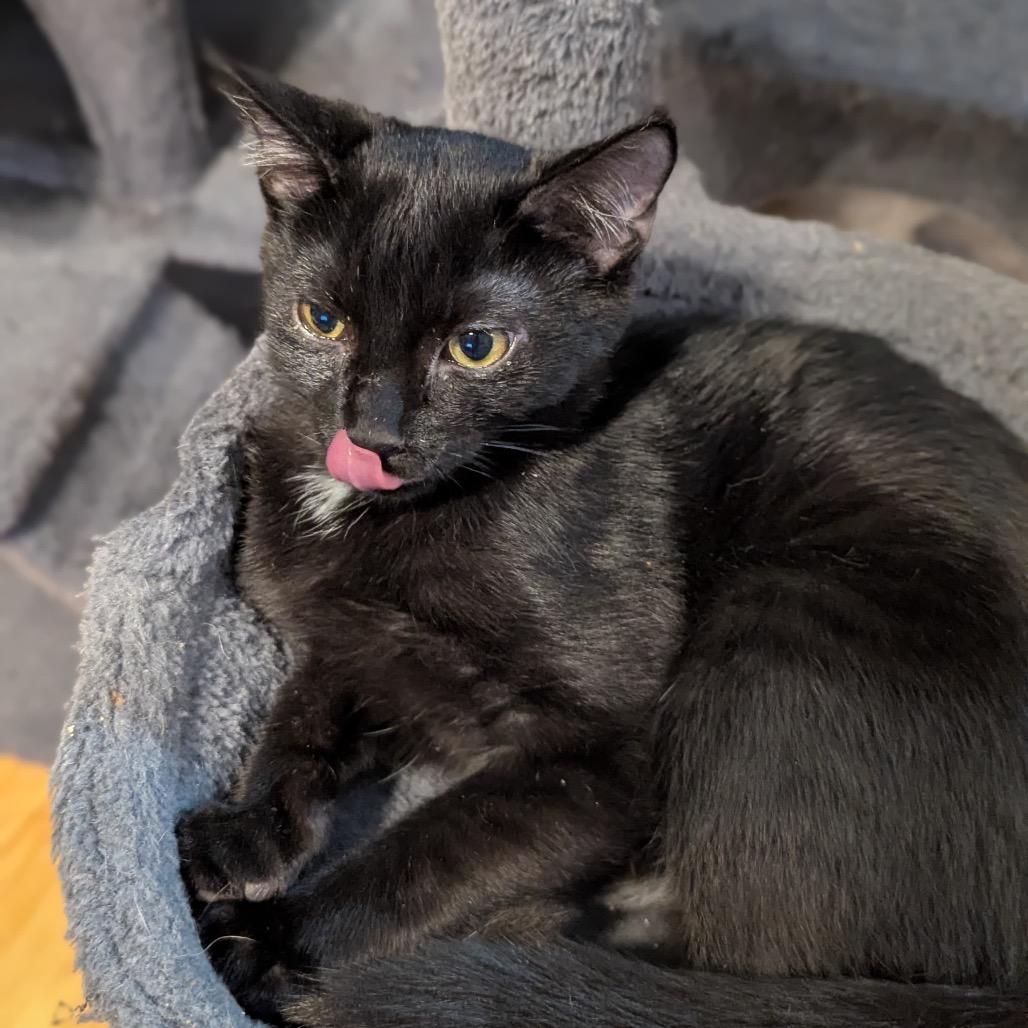 Enlarge Sky, a Adoptable Domestic Short Hair in Ashland, VA image 1/1