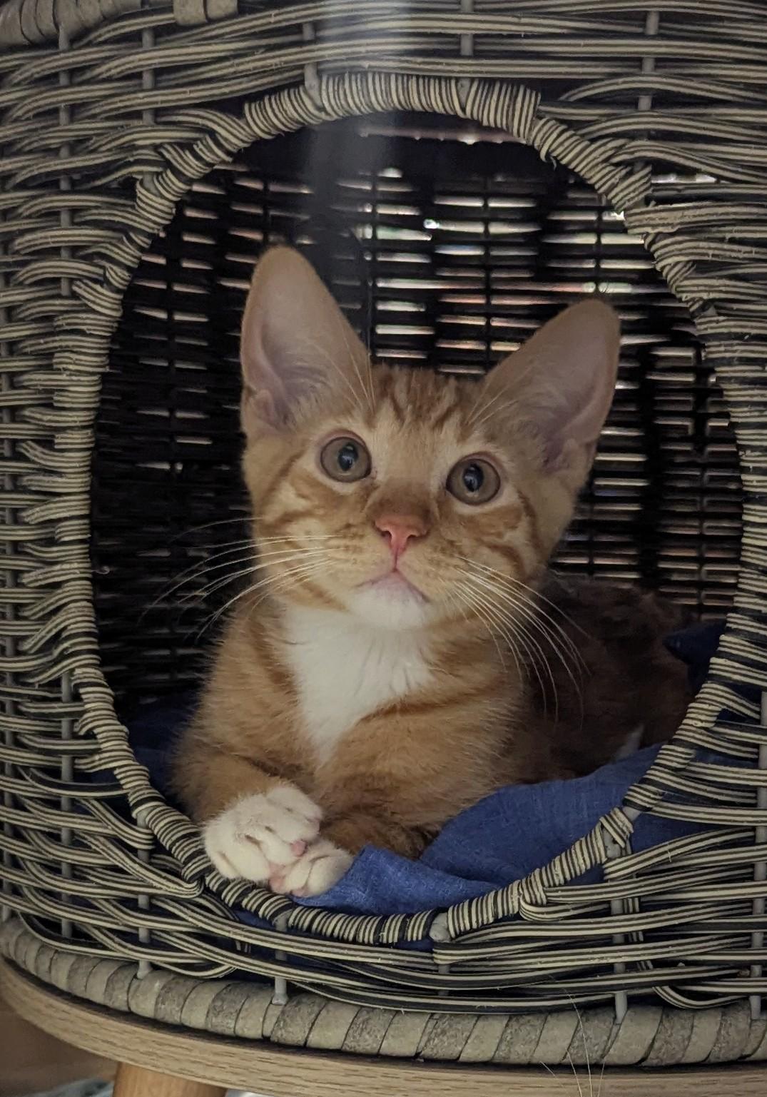Enlarge Garfield, an adopted Domestic Short Hair in Fullerton, CA image 1/1