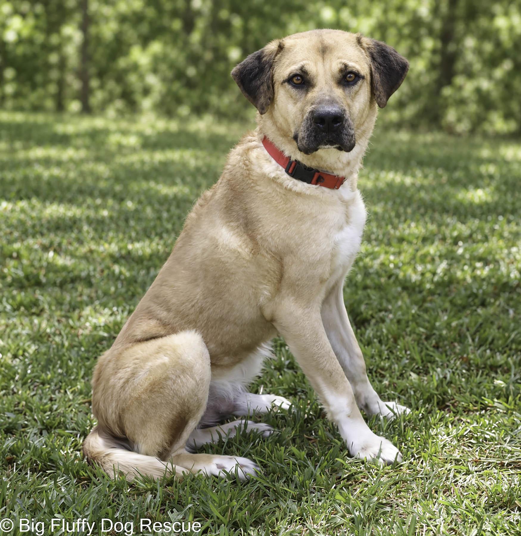 Enlarge Atari, a Adoption Pending mixed breed in Union, NJ image 3/4