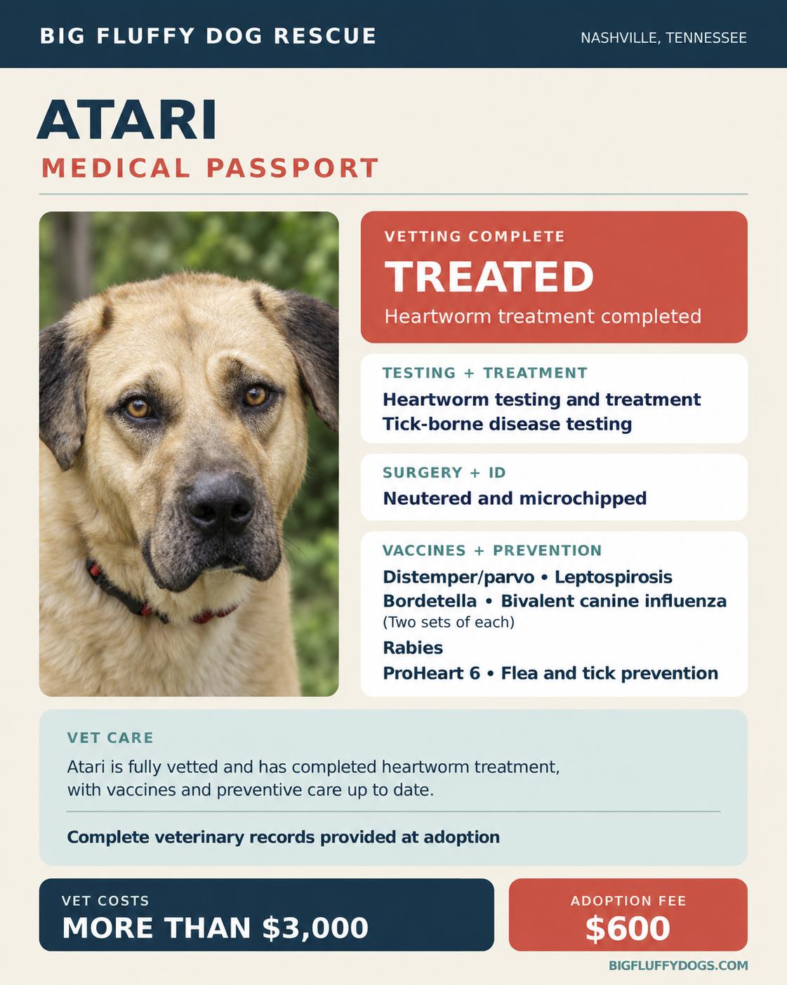 Enlarge Atari, a Adoption Pending mixed breed in Union, NJ image 4/4