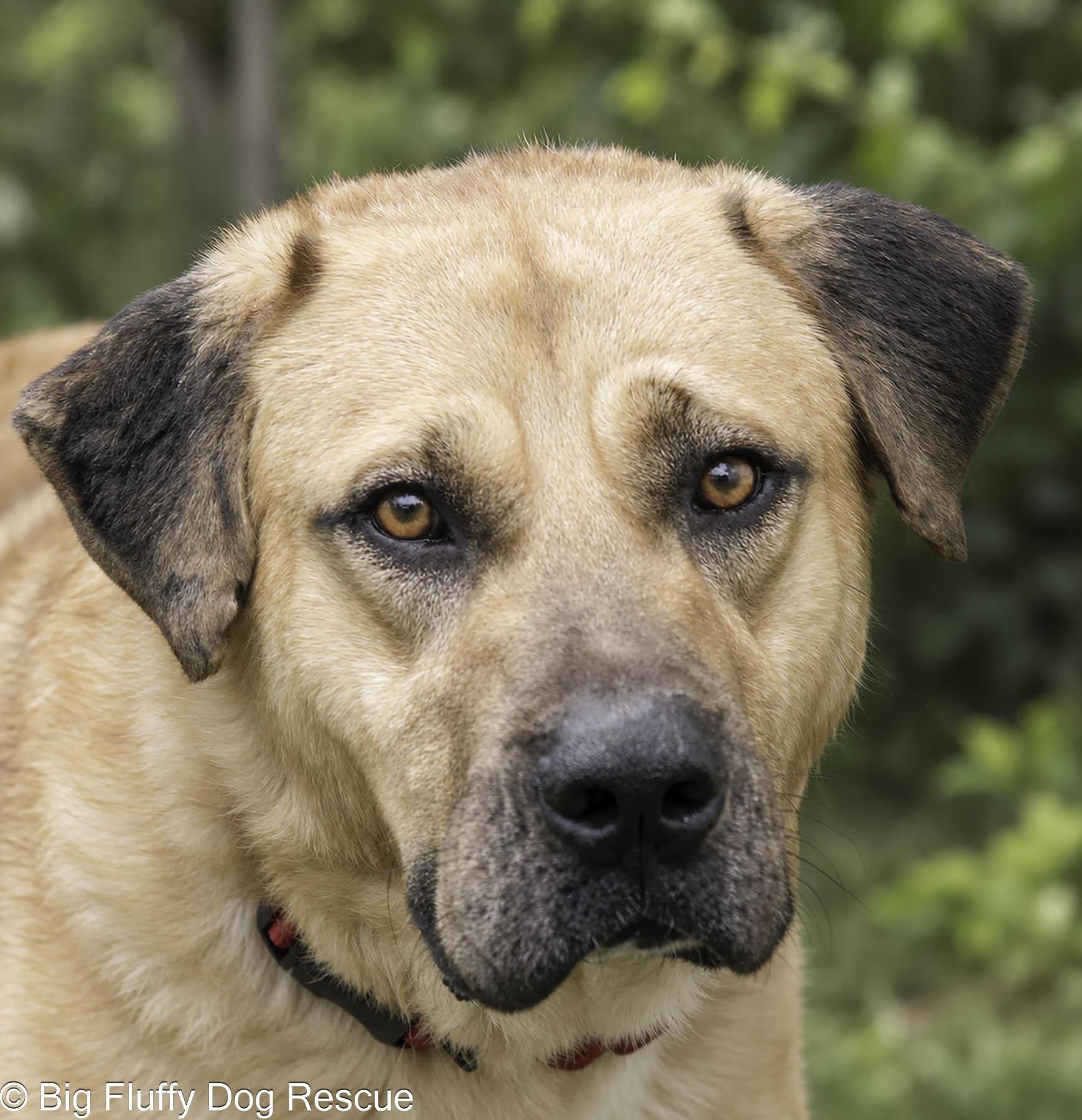 Enlarge Atari, a Adoption Pending mixed breed in Union, NJ image 1/4