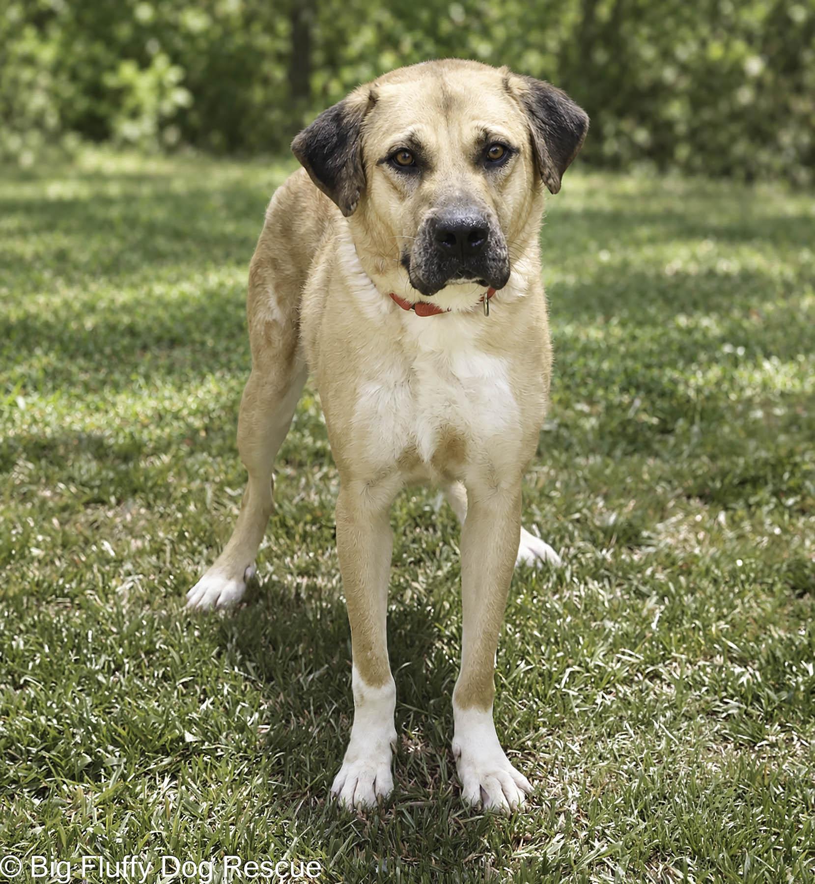 Enlarge Atari, a Adoption Pending mixed breed in Union, NJ image 2/4