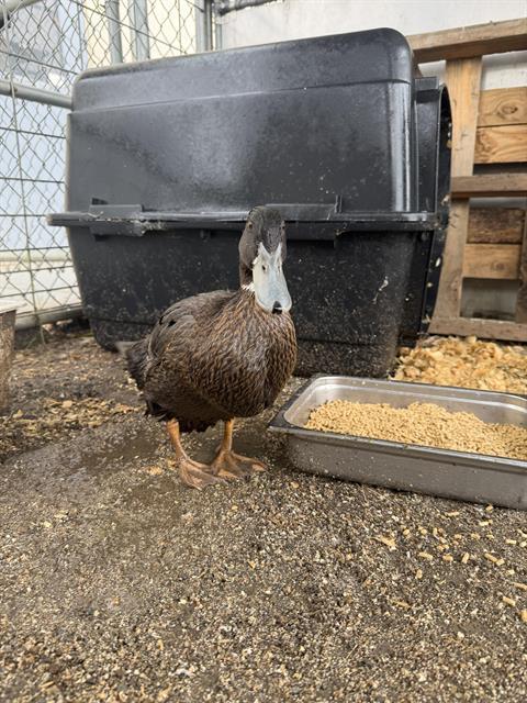 CORI, Adoptable, Adult Male Duck.