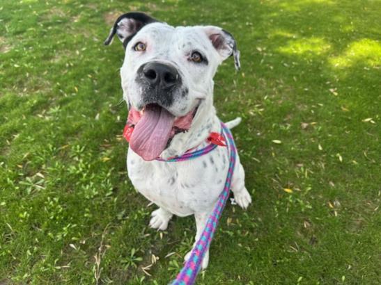 Enlarge PLUTO, a Adoptable Pit Bull Terrier in Mesa, AZ image 1/1