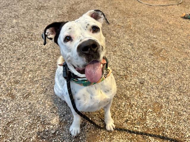 Enlarge PLUTO, a Adoptable Pit Bull Terrier in Mesa, AZ image 1/1