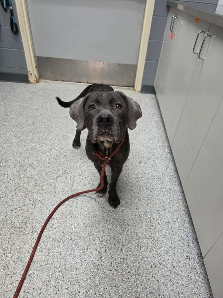 Bella, Adoptable, Adult Female Labrador Retriever.