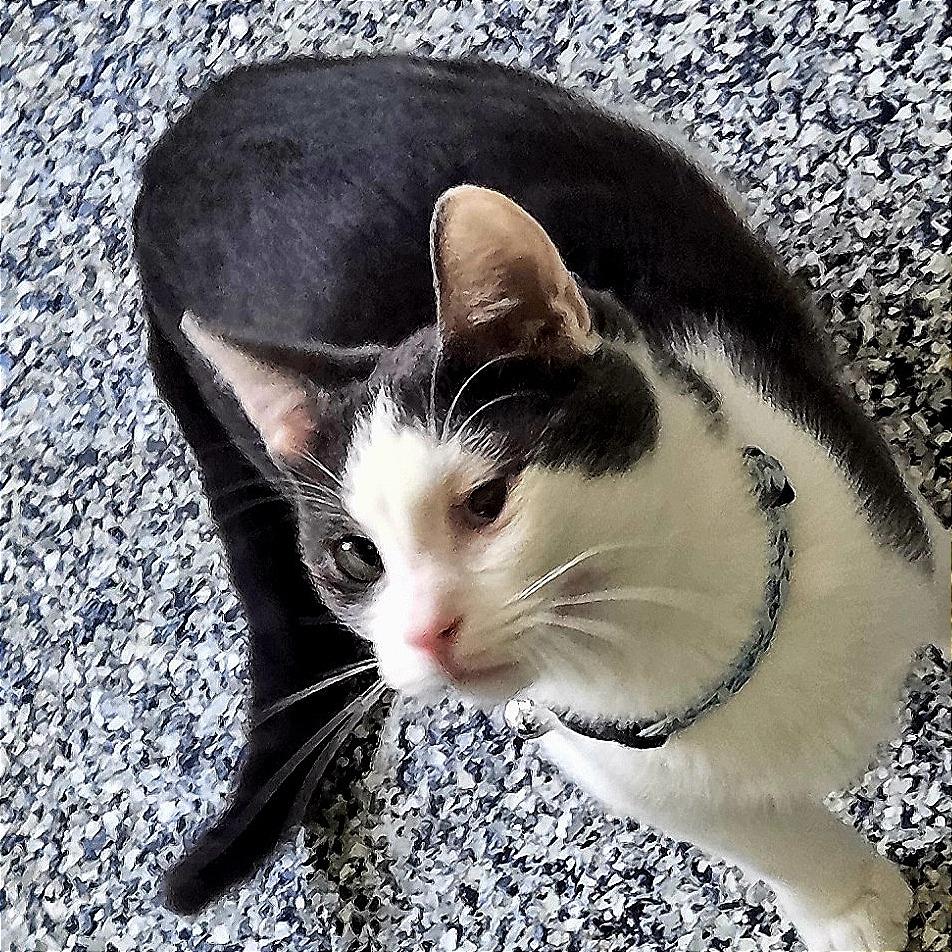 Mello, Adoptable, Young Male Domestic Short Hair.
