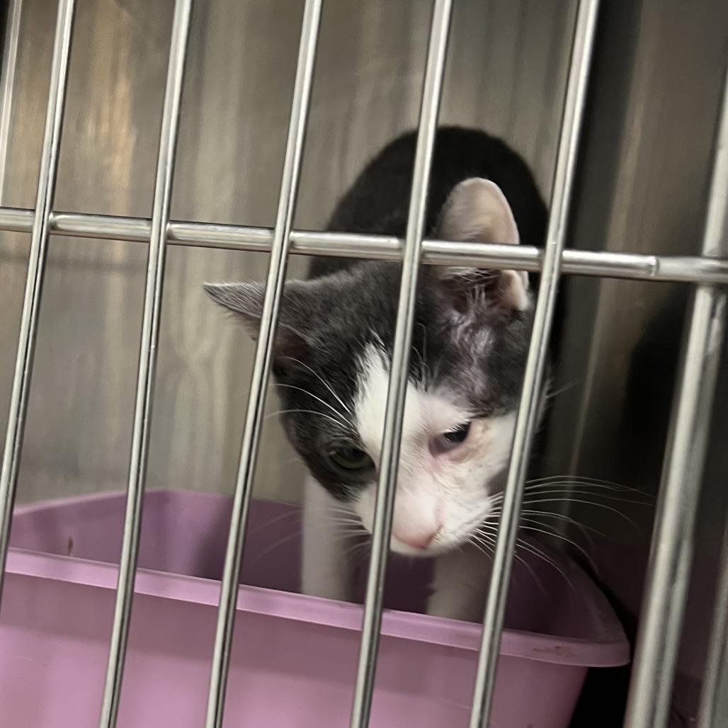 Enlarge Mello, a Adoptable Domestic Short Hair in St. Louis, MO image 3/6