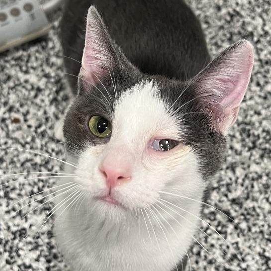 Enlarge Mello, a Adoptable Domestic Short Hair in St. Louis, MO image 4/6