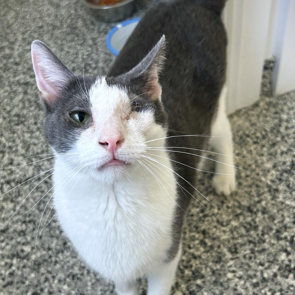 Mello, a Adoptable Domestic Short Hair in St. Louis, MO image 4/6
