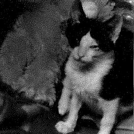 Enlarge Mello, a Adoptable Domestic Short Hair in St. Louis, MO image 5/6