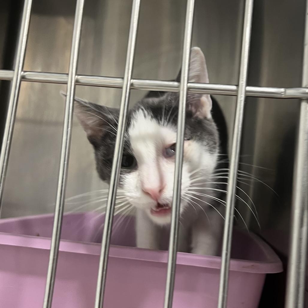 Enlarge Mello, a Adoptable Domestic Short Hair in St. Louis, MO image 6/6