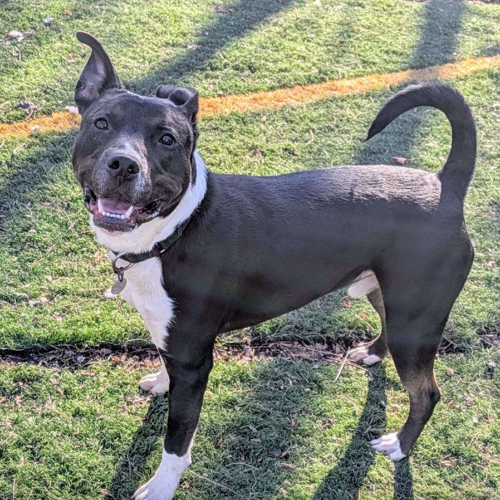 Avocado, Adoptable, Adult Male Terrier.