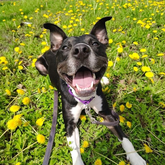 Enlarge Avocado, a Adoptable mixed breed in Oak Park, IL image 2/6