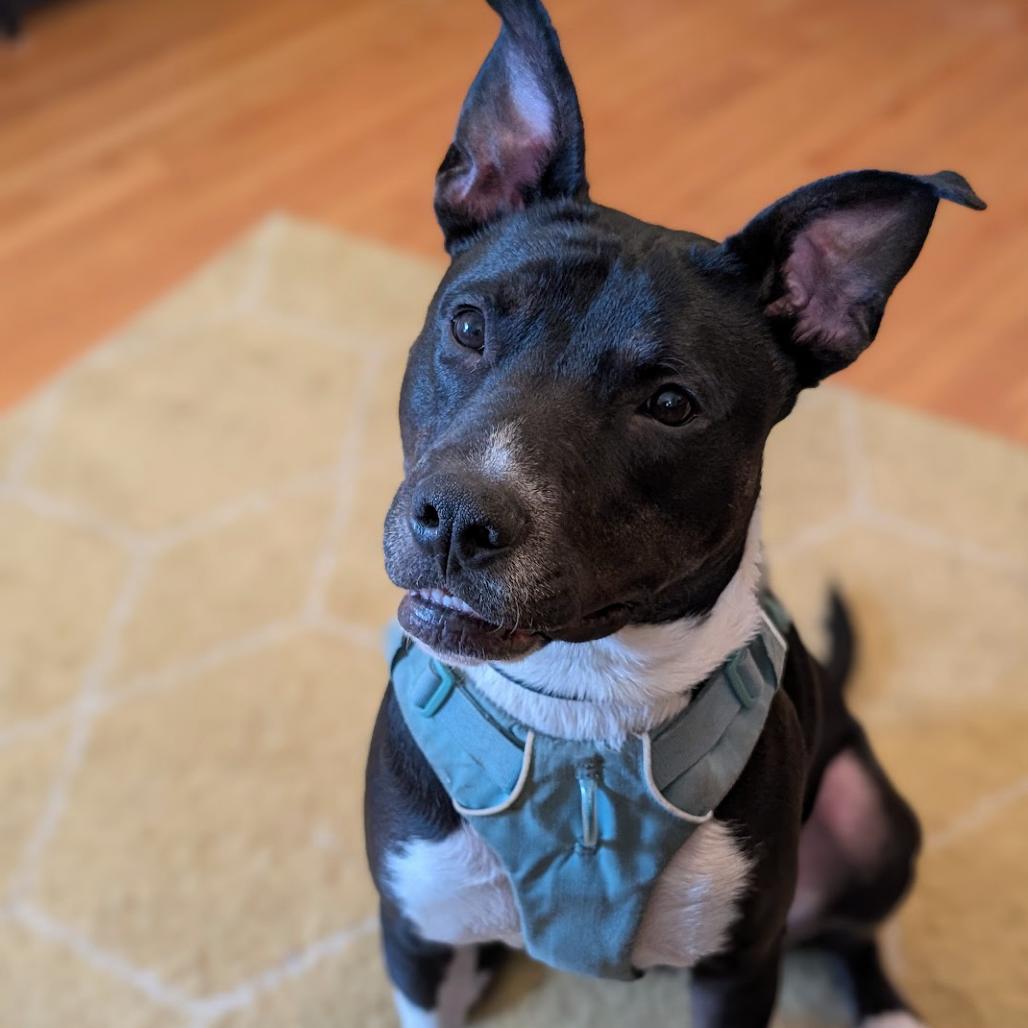 Enlarge Avocado, a Adoptable mixed breed in Oak Park, IL image 2/6