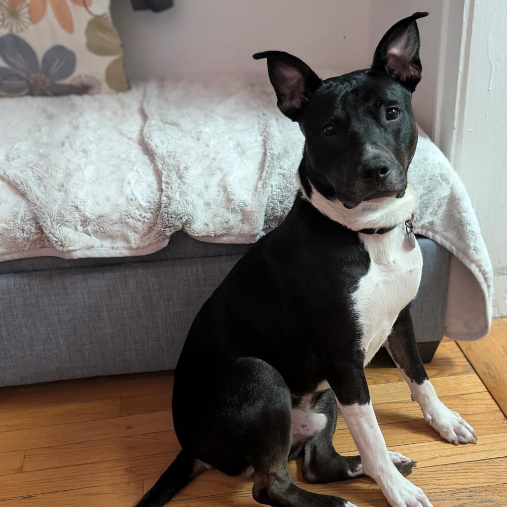 Enlarge Avocado, a Adoptable mixed breed in Oak Park, IL image 3/6