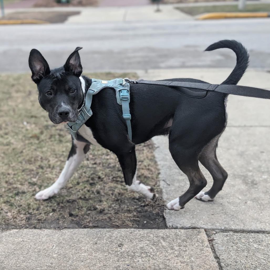 Enlarge Avocado, a Adoptable mixed breed in Oak Park, IL image 4/6