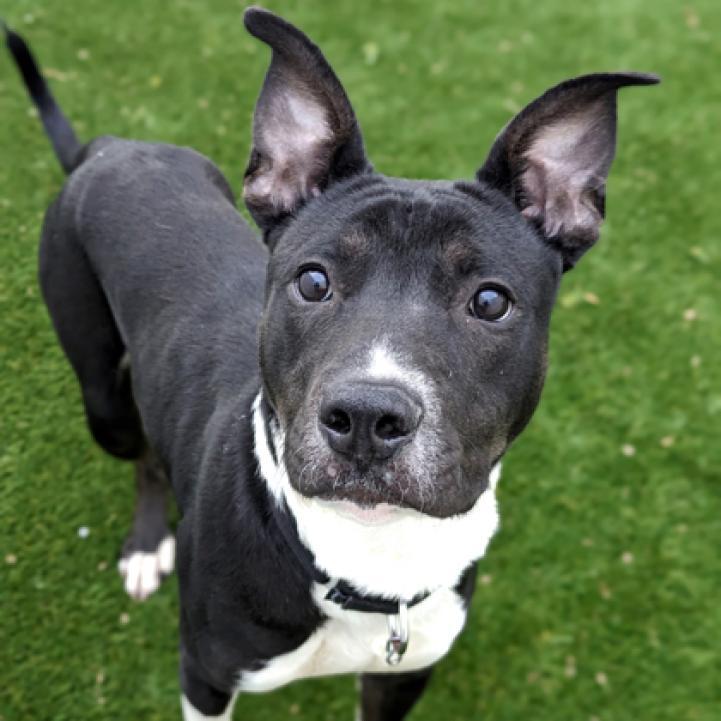 Enlarge Avocado, a Adoptable mixed breed in Oak Park, IL image 5/6