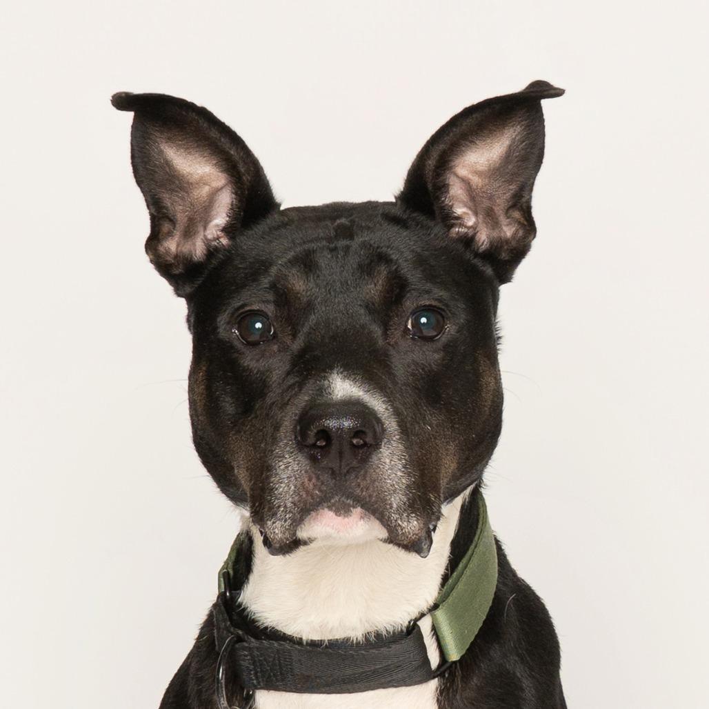 Enlarge Avocado, a Adoptable mixed breed in Oak Park, IL image 6/6