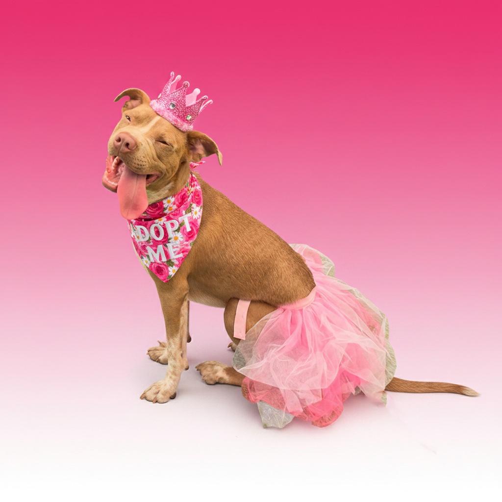 Enlarge Elektra- ADOPT Me, a ADOPTABLE Pit Bull Terrier in Redondo Beach, CA image 2/3
