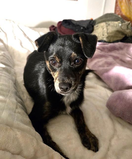 Cooper, a ADOPTABLE mixed breed in Littleton, CO image 2/4