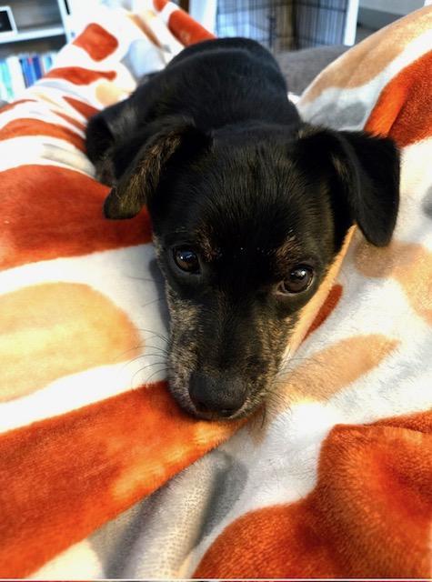 Cooper, a ADOPTABLE mixed breed in Littleton, CO image 4/4