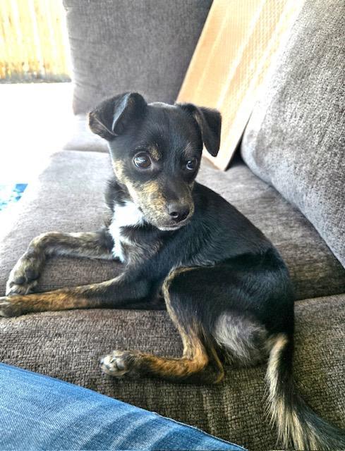 Cooper, a ADOPTABLE mixed breed in Littleton, CO image 3/4