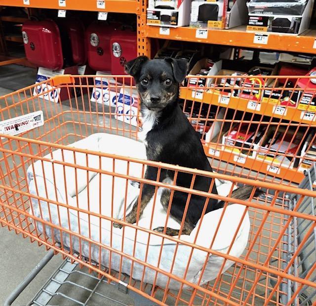 Cooper, a ADOPTABLE mixed breed in Littleton, CO image 1/4