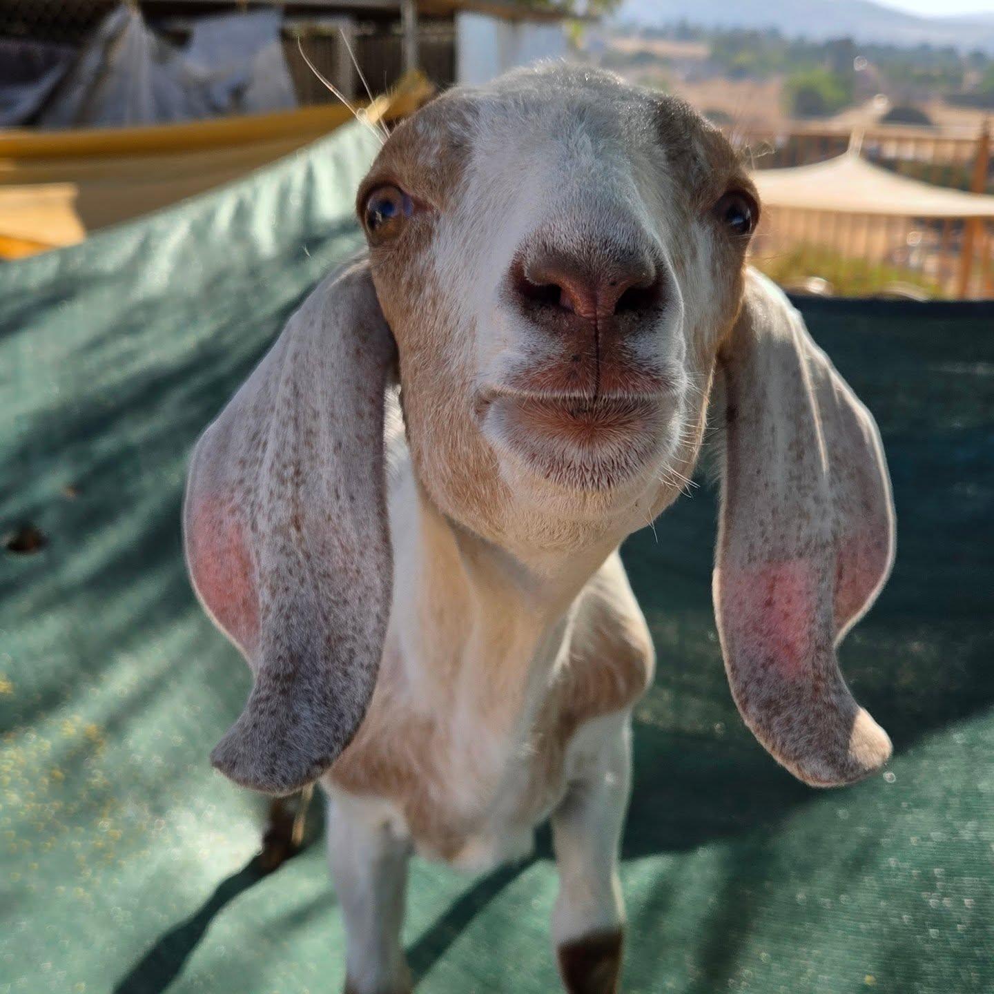 Cusack, a Adopted mixed breed in Agua Dulce, CA image 1/2