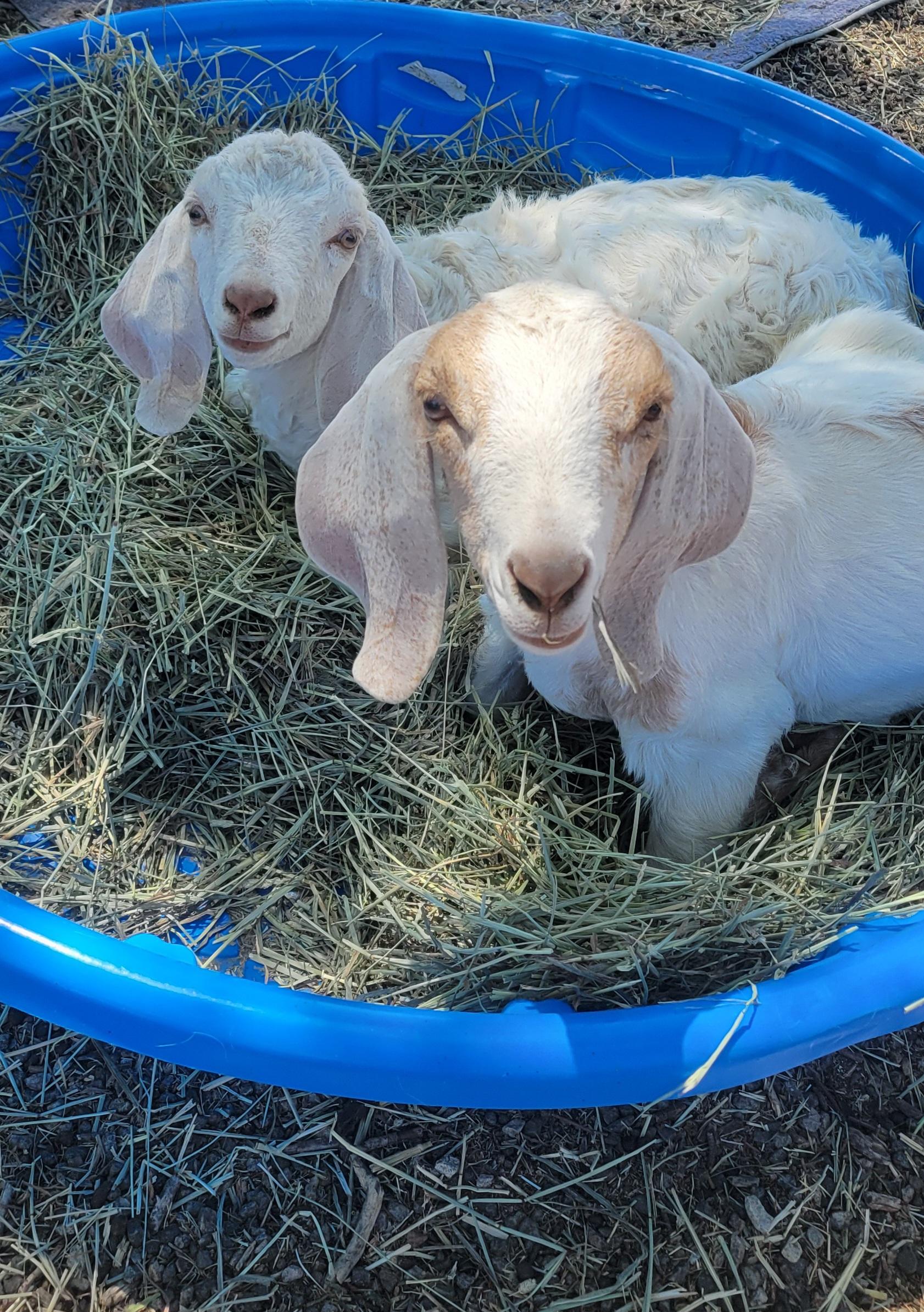 Cusack, Adopted, Young Male Boer & Nubian.