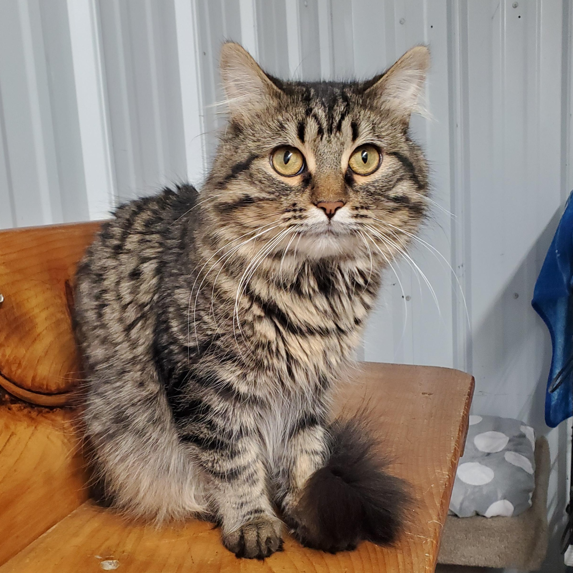 Freyr, ADOPTABLE, Young Male Domestic Medium Hair.