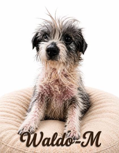 Enlarge Waldo, a Adoptable mixed breed in Guntersville, AL image 1/1