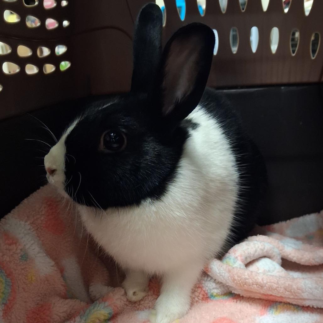 Fabricating Fran, Adoptable, Young Female Dutch & Mini Lop.