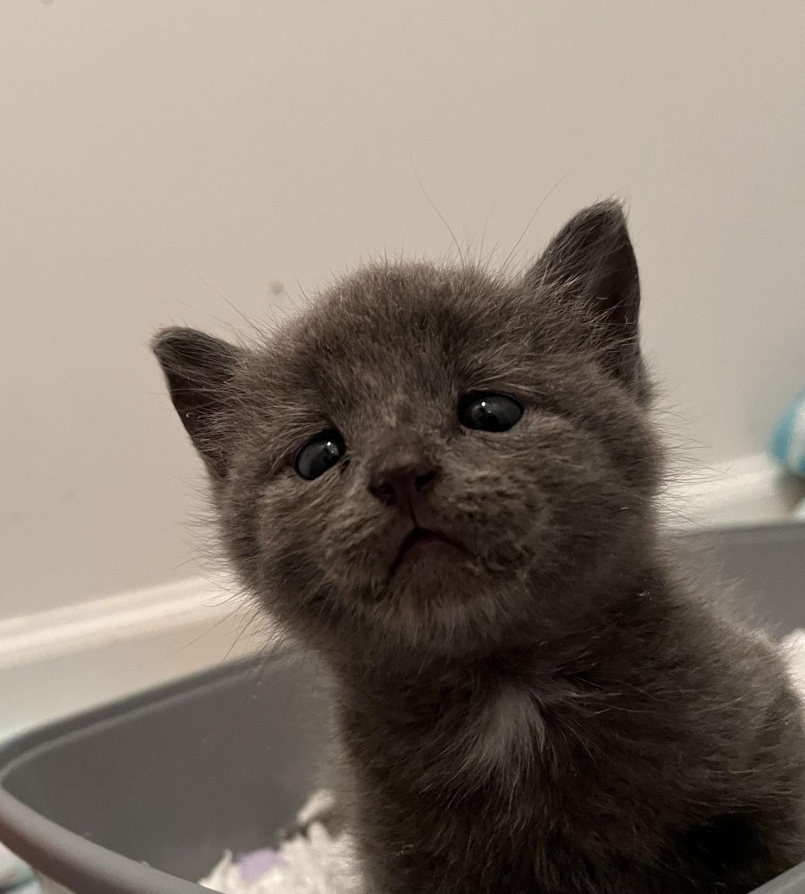 Enlarge Smokey, a Adopted Domestic Short Hair in Horn Lake, MS image 1/1