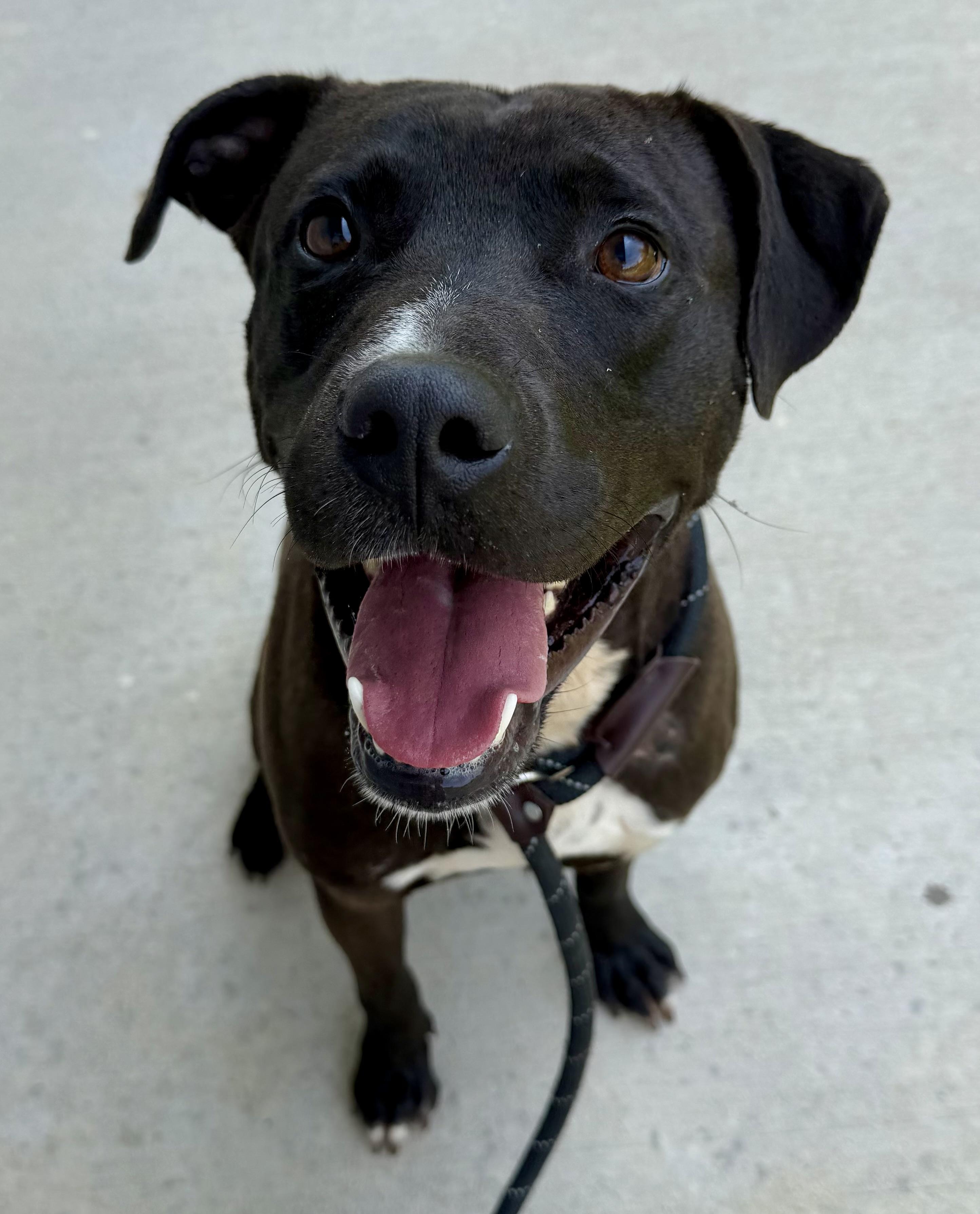 Enlarge Kovu, a Adoptable mixed breed in Lancaster, SC image 1/2