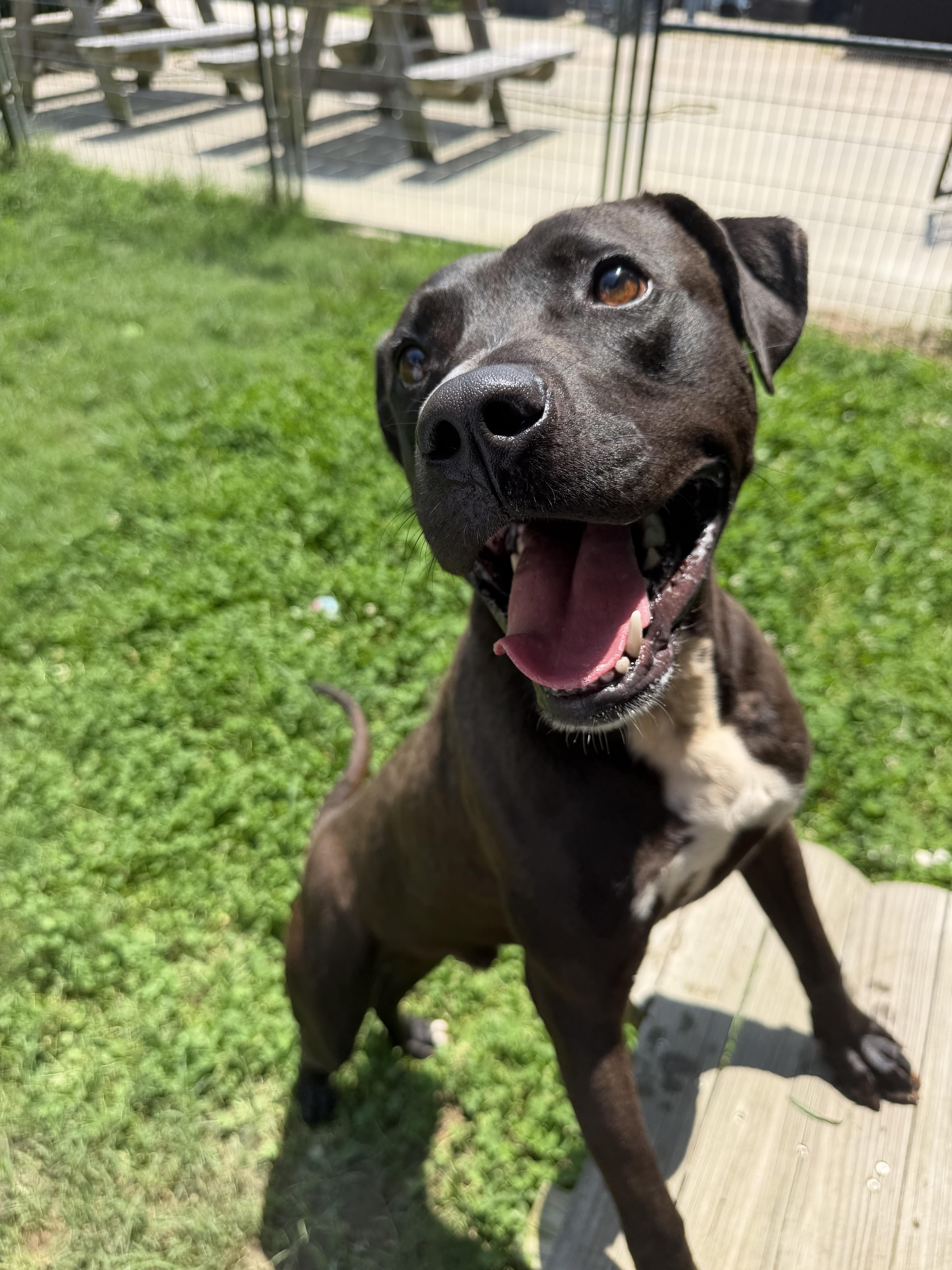 Enlarge Kovu, a Adoptable mixed breed in Lancaster, SC image 2/2