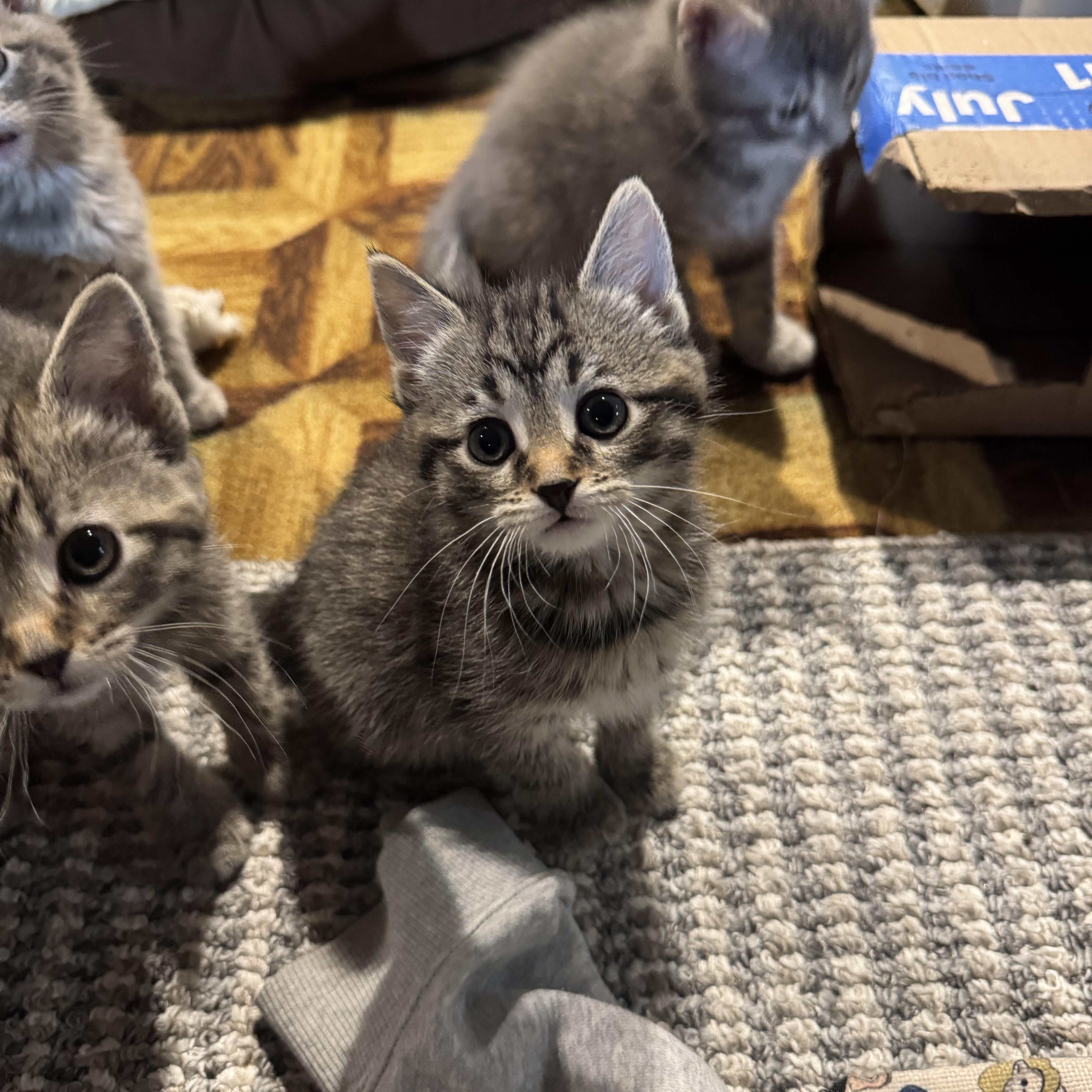 Enlarge Binky, an adopted Tabby in Wadsworth, IL image 3/3
