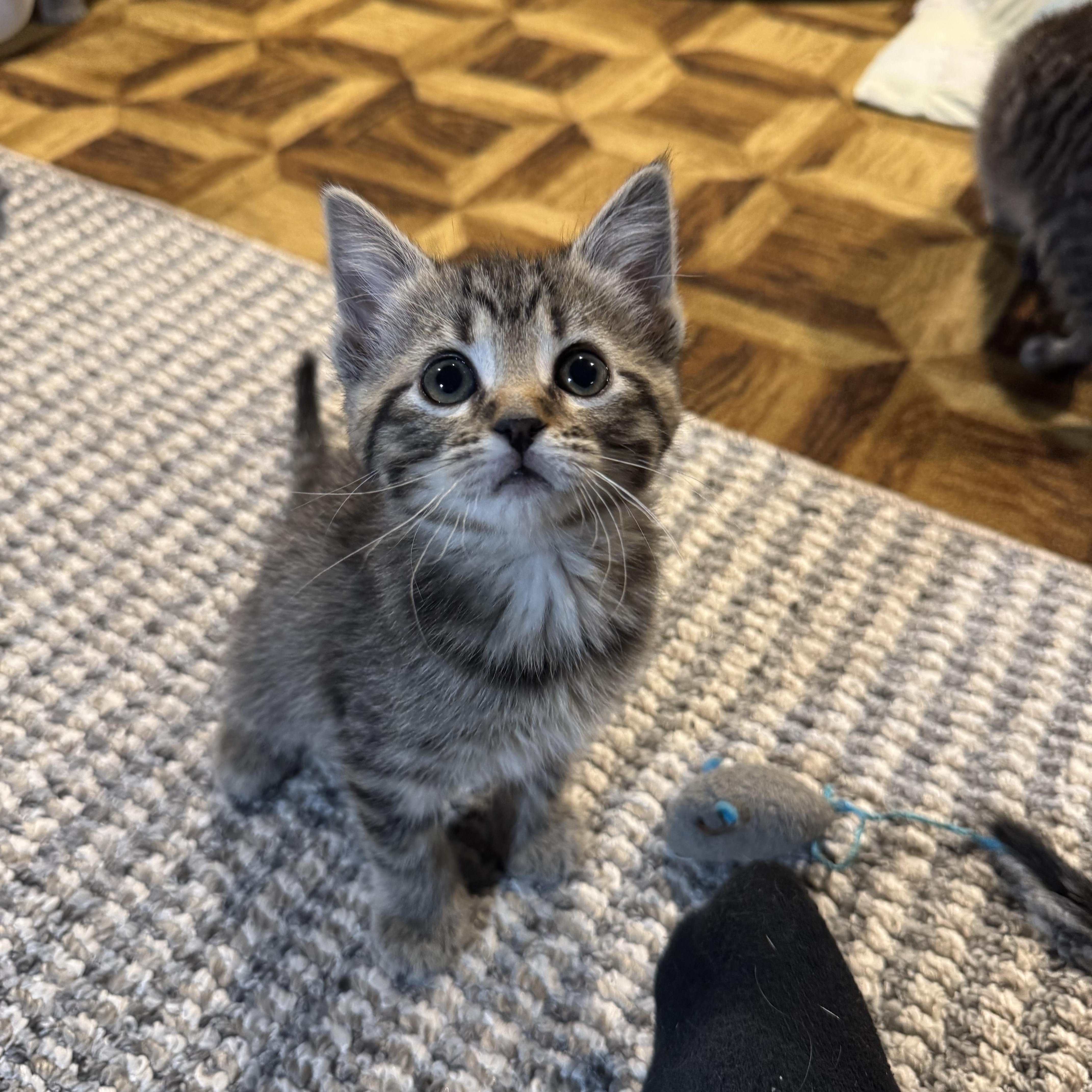 Binky, adopted, Kitten Female Tabby.