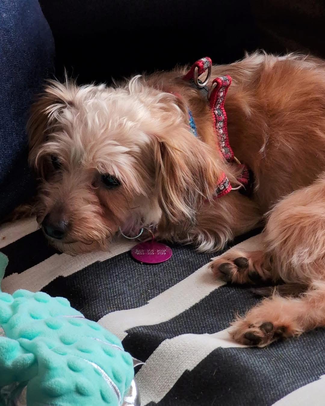 Maddie, an adoptable Yorkie Poo in Lethbridge, AB, T1K 7V5 | Photo Image 3