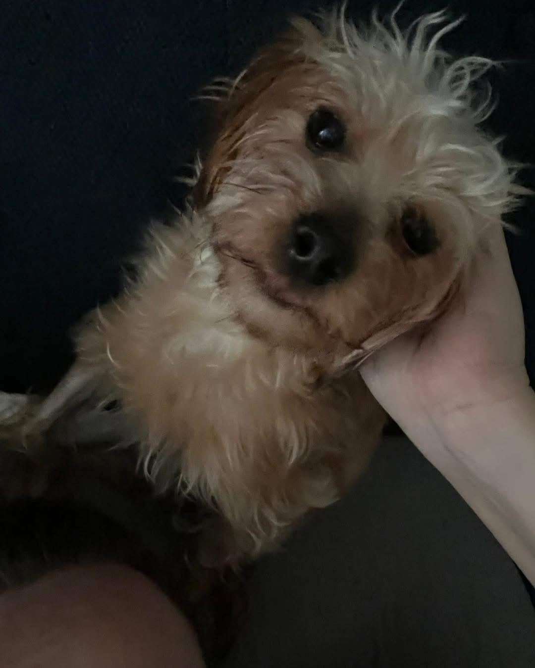 Maddie, an adoptable Yorkie Poo in Lethbridge, AB, T1K 7V5 | Photo Image 2