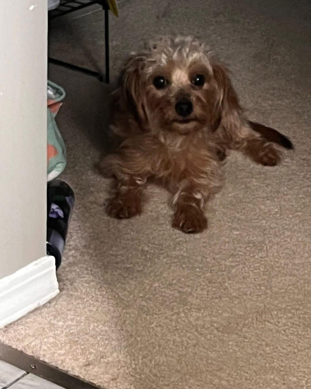 Maddie, an adoptable Yorkie Poo in Lethbridge, AB, T1K 7V5 | Photo Image 1