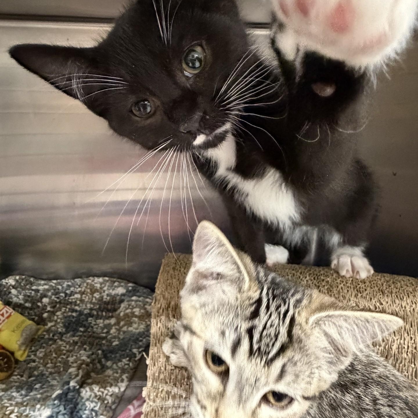 Kiwi, a Adoptable Domestic Short Hair in Kent, WA image 2/3