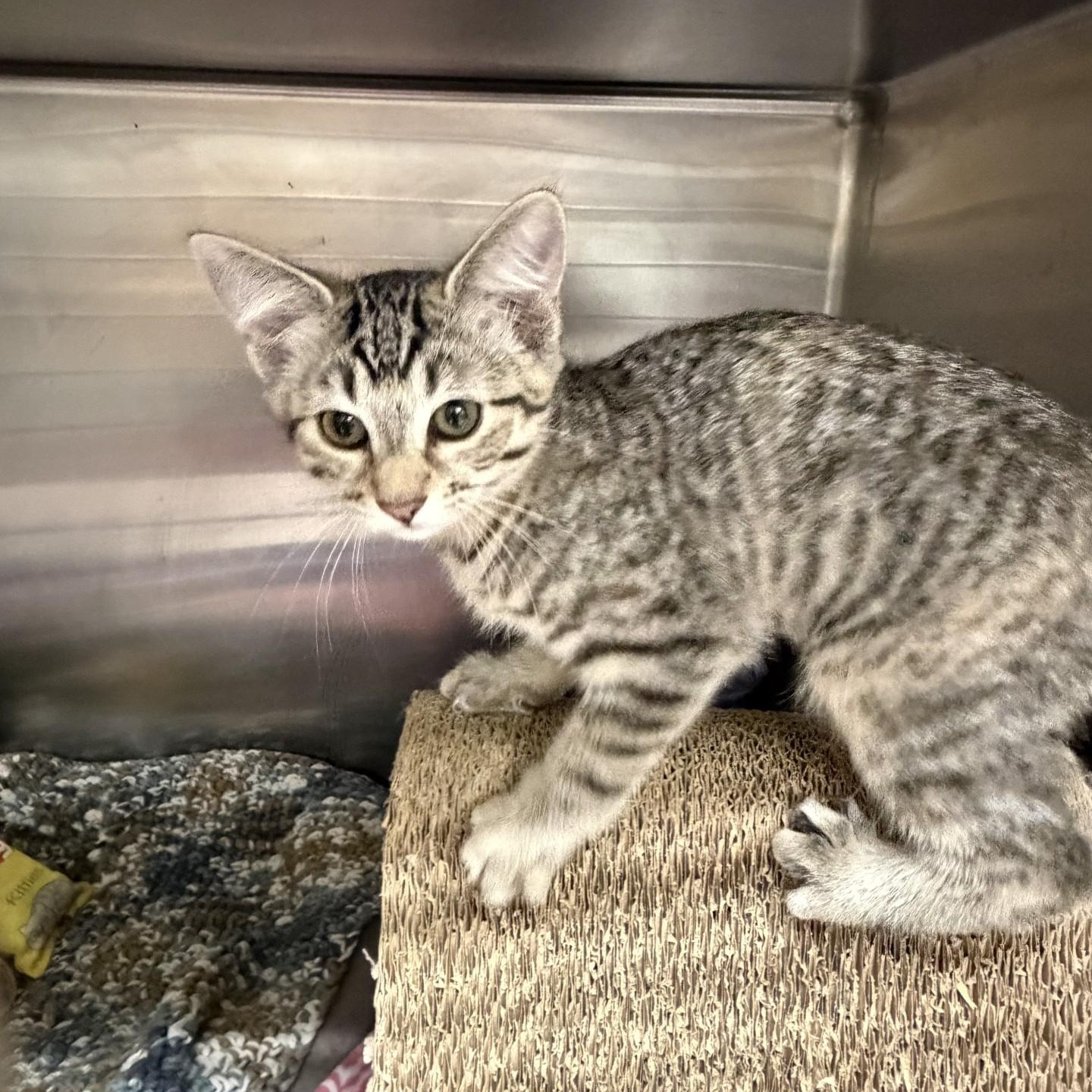 Kiwi, a Adoptable Domestic Short Hair in Kent, WA image 3/3