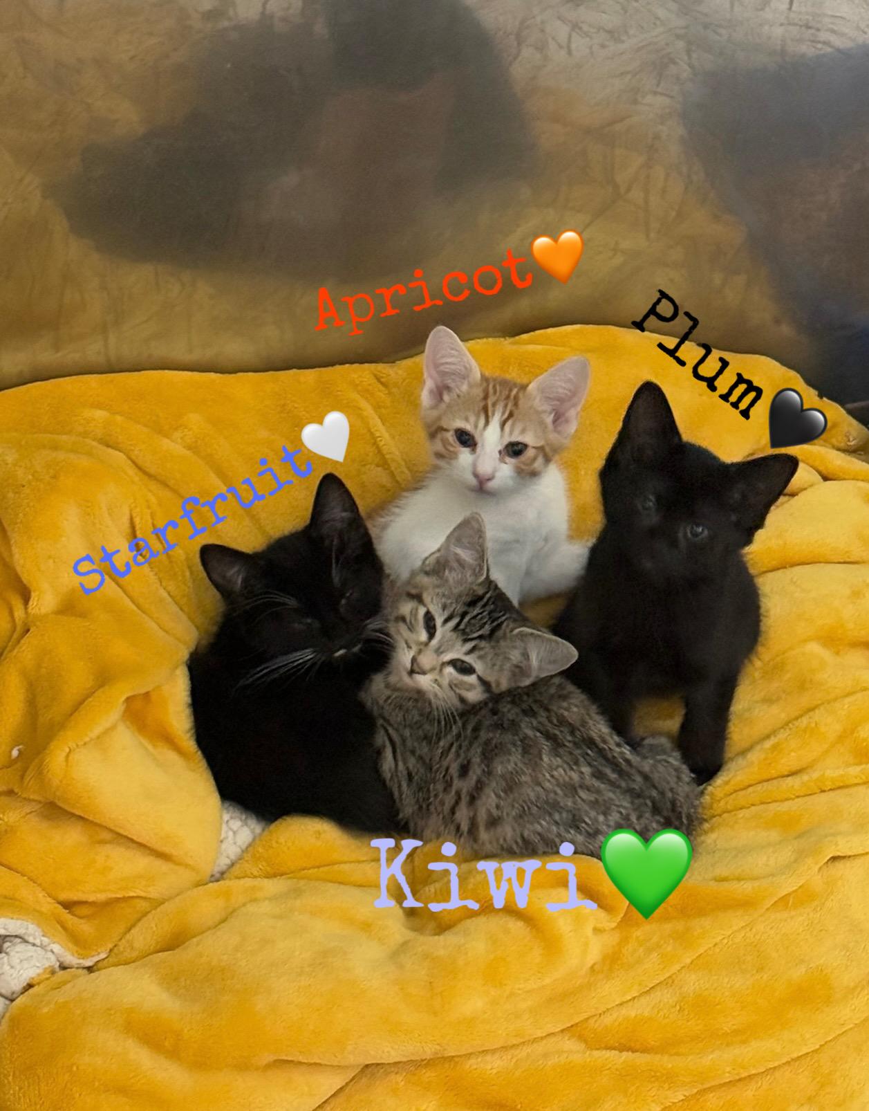 Kiwi, a Adoptable Domestic Short Hair in Kent, WA image 1/3