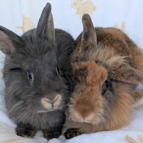 Enlarge Scruff & Greybeard, a Adoptable Lionhead in Salt Lake City, UT image 1/6